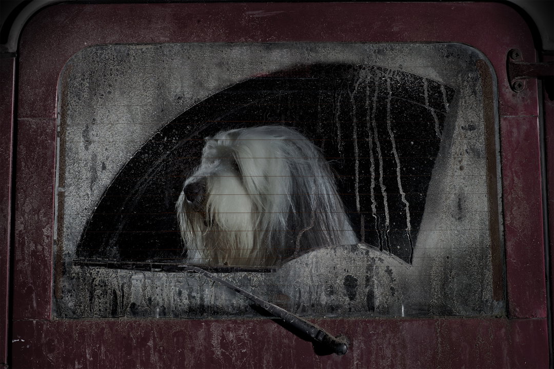 martin-usborne-the-silence-of-dogs-in-cars-photography-itsnicethat-04.jpg