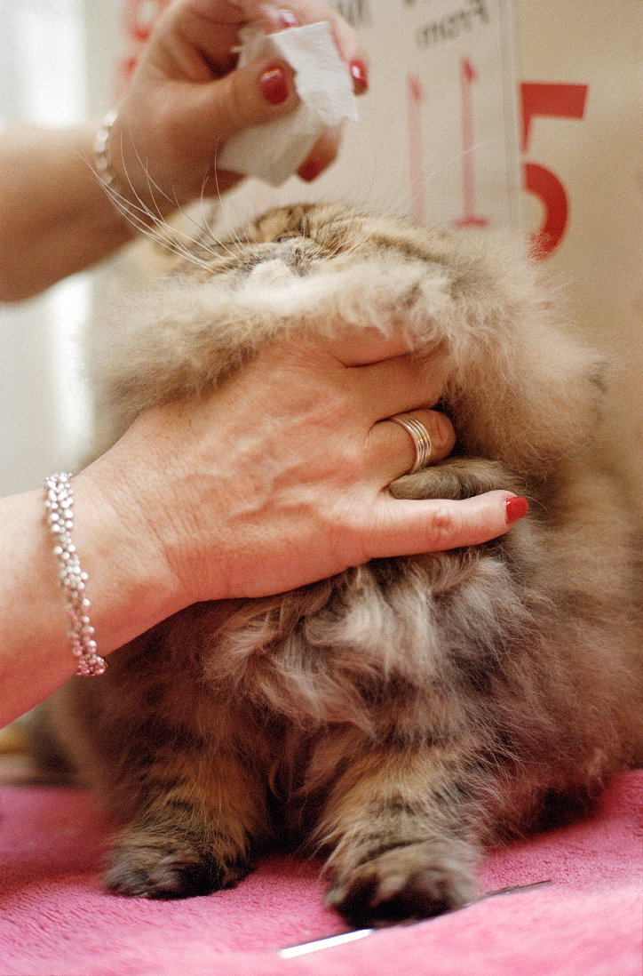 MeganEagles-CatShow-Photography-itsnicethat.jpg