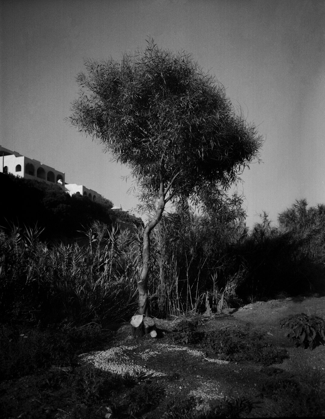 Cecile-Smetana-Photography-itsnicethat-15.jpg