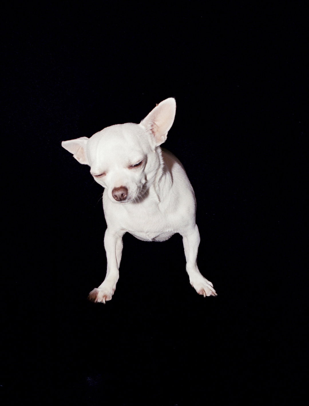 Coco-september-2019 - Max Barnett - itsnicethat.jpg