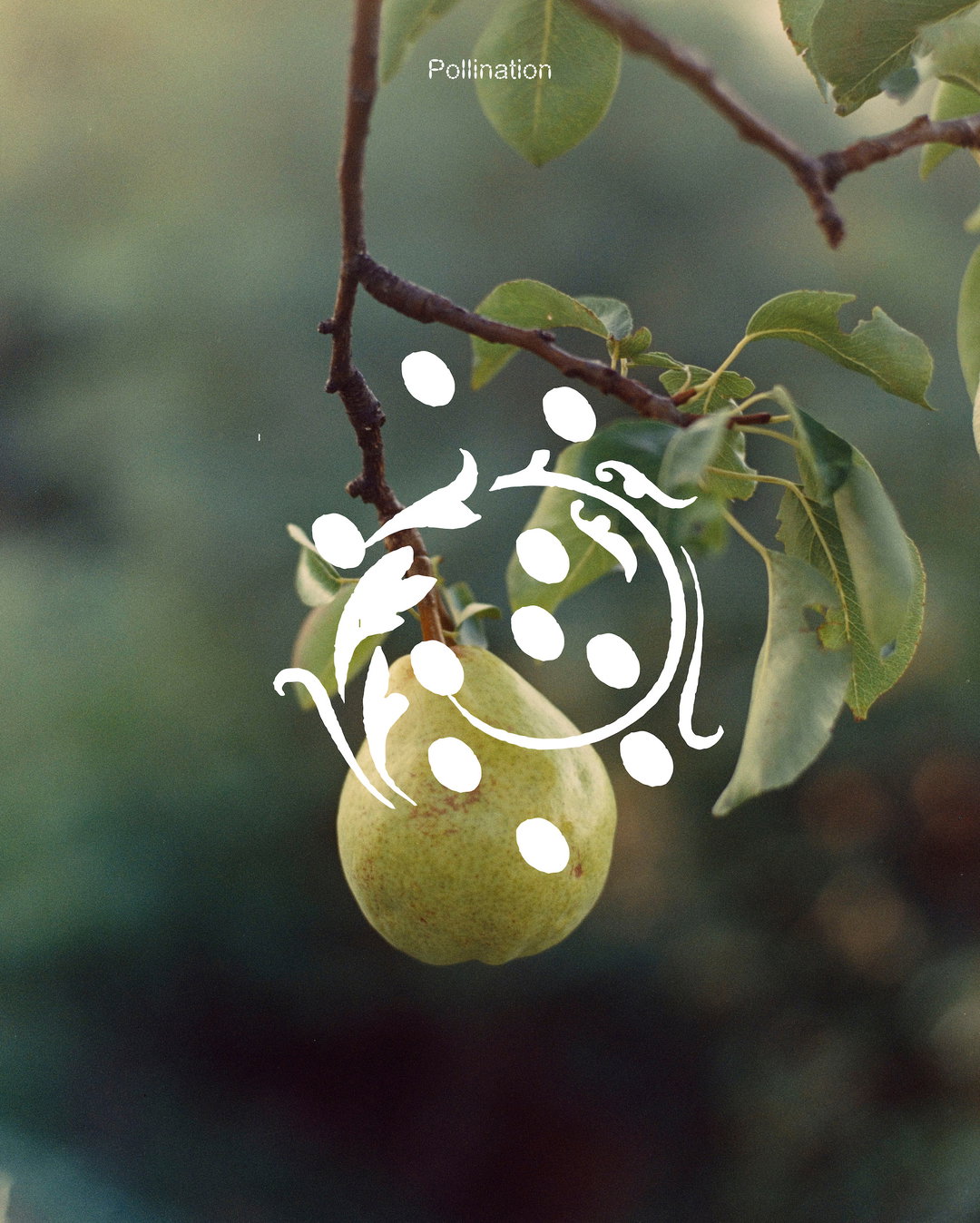 companion-platform-uncommon-fruits-gd-itsnicethat09
