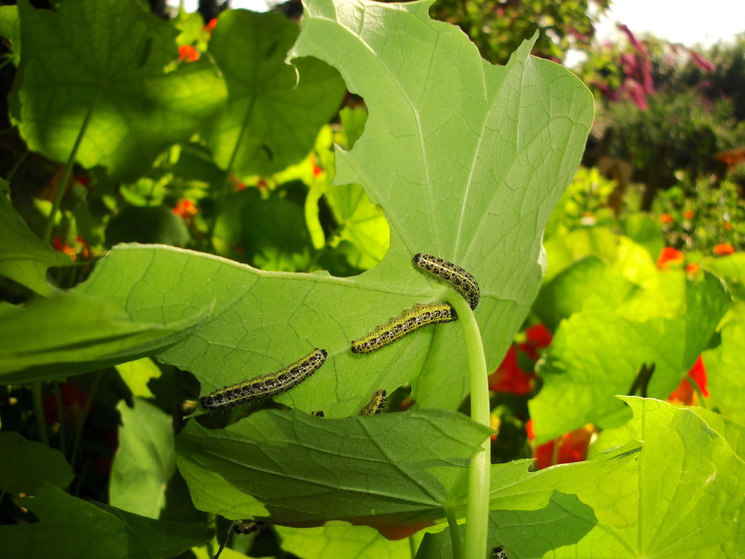 JasonEvans-TheGardenGateProject-Photography-itsnicethat.JPG