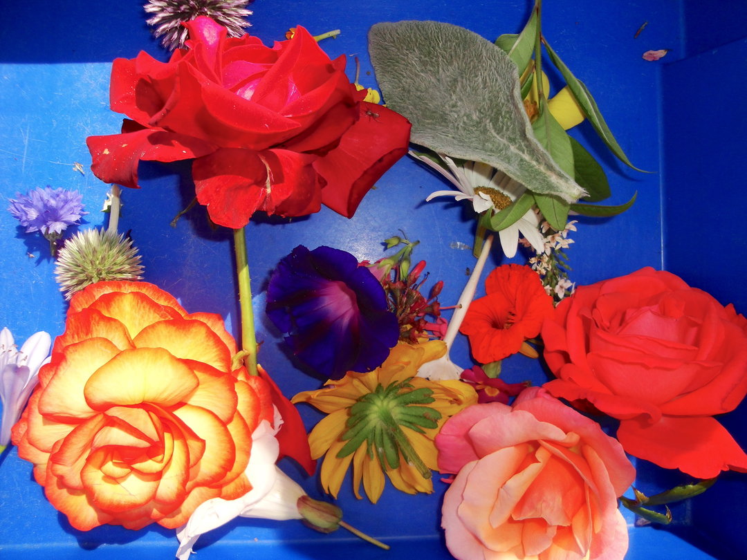 JasonEvans-TheGardenGateProject-Photography-itsnicethat.JPG
