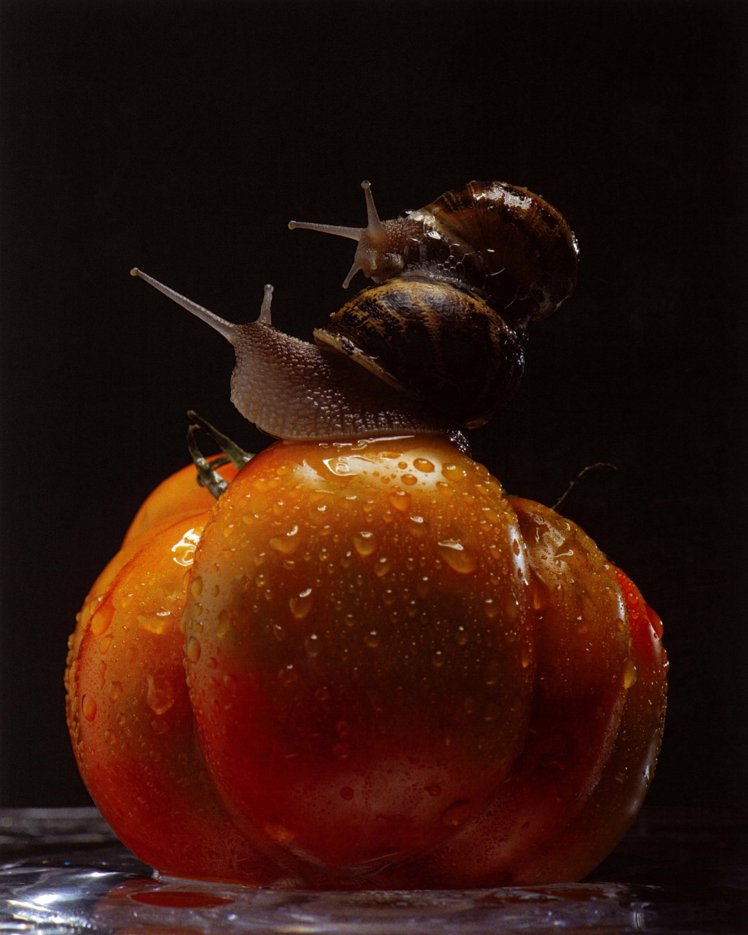 DeadHungry : Snails (Copyright © DeadHungry, 2022).jpg