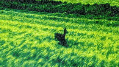eddcarr-cyanotypeanimations-film-itsnicethat-08