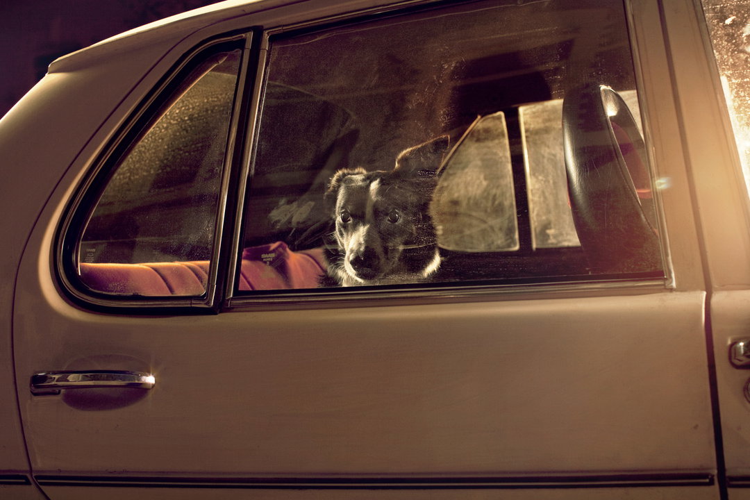 martin-usborne-the-silence-of-dogs-in-cars-photography-itsnicethat-06.jpg
