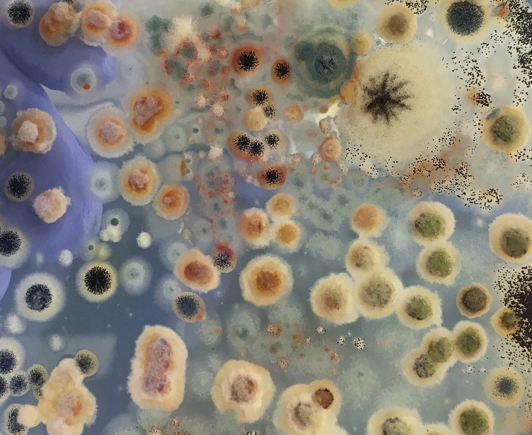 TracyDebenport-FungalEndophytes-Photography-itsnicethat.jpg