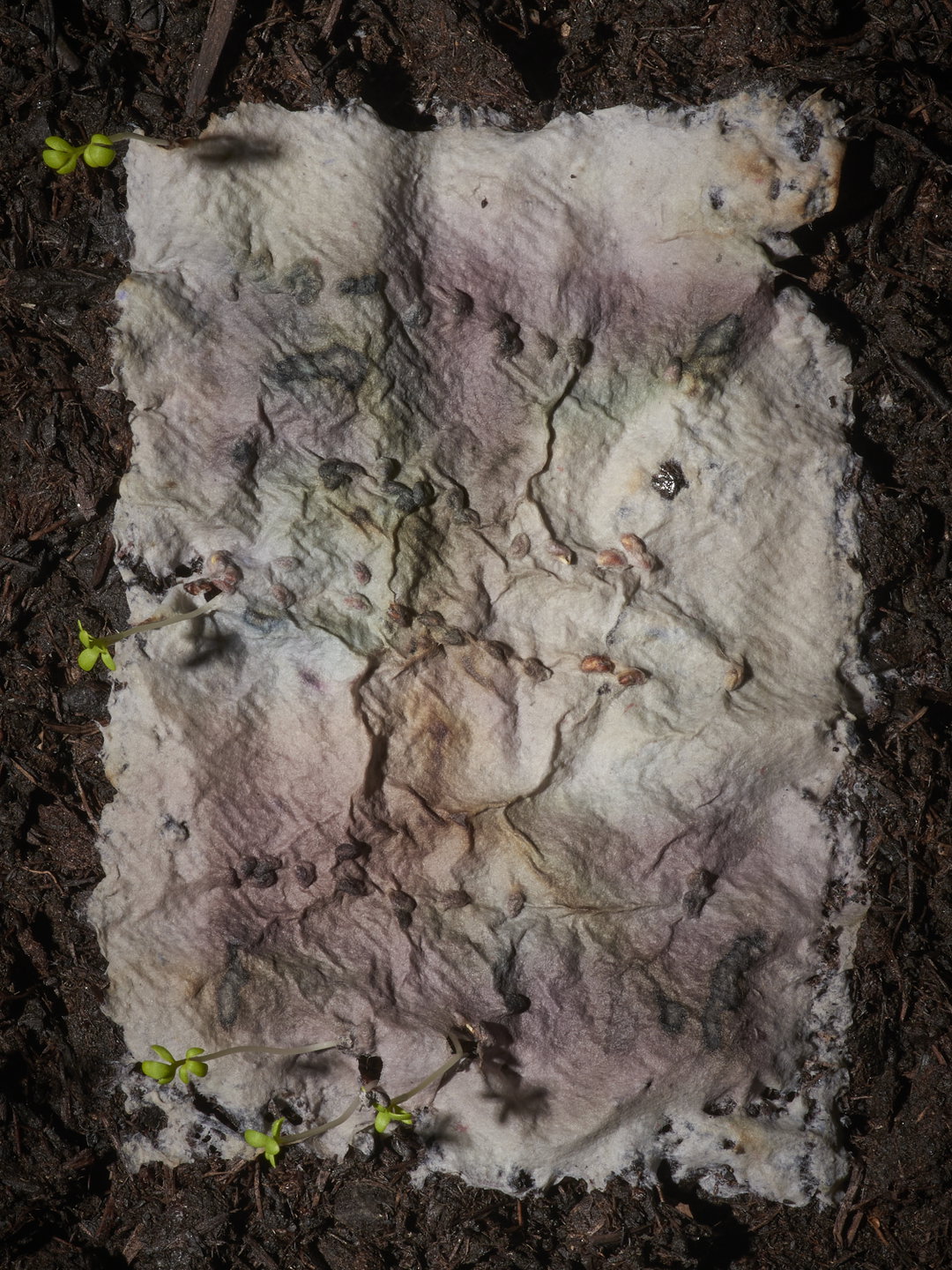 Ewelina-Bialoszewska-Growing-Album-photography-itsnicethat-10