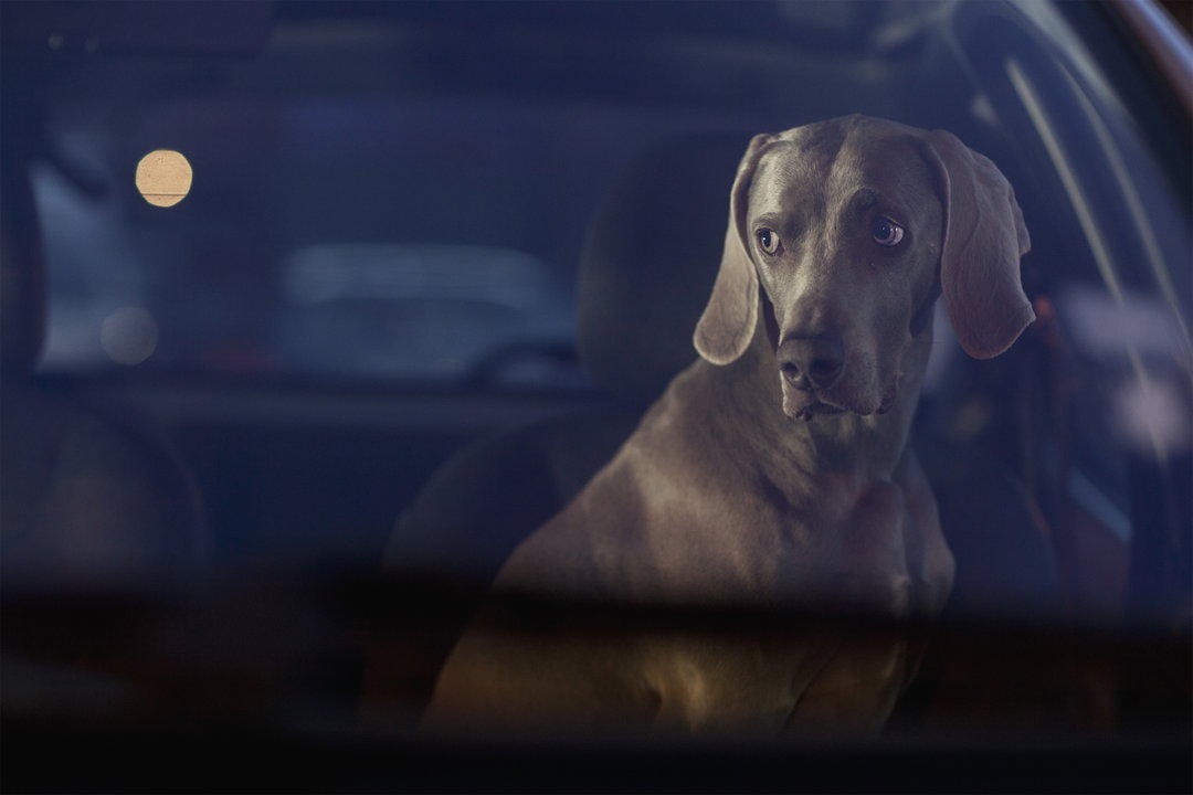 martin-usborne-the-silence-of-dogs-in-cars-photography-itsnicethat-07.jpg