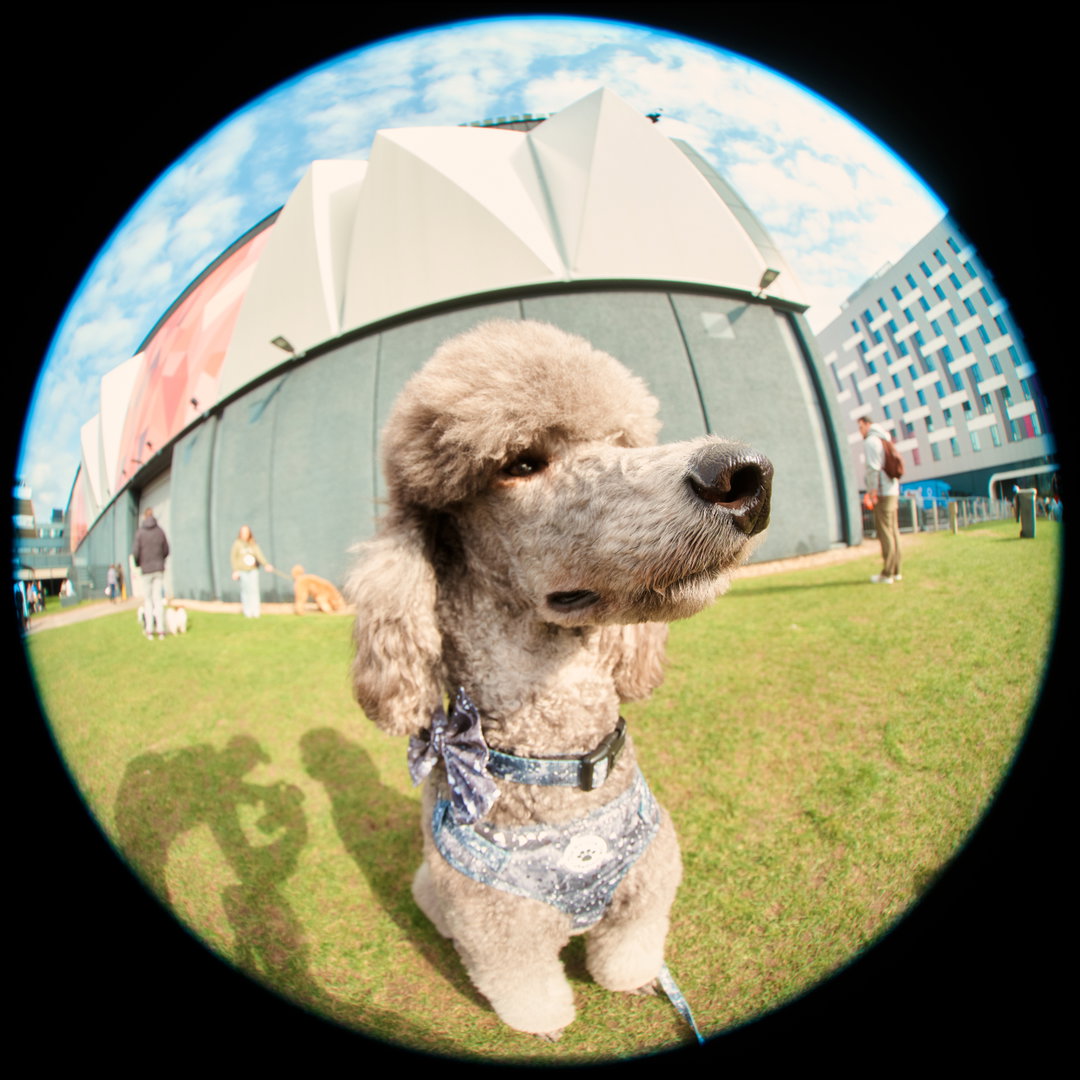 Jack-Kenyon-Crufts-photography-project-itsnicethat-01