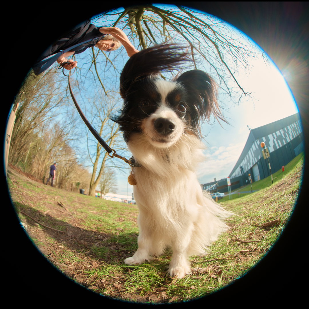 Jack-Kenyon-Crufts-photography-project-itsnicethat-10
