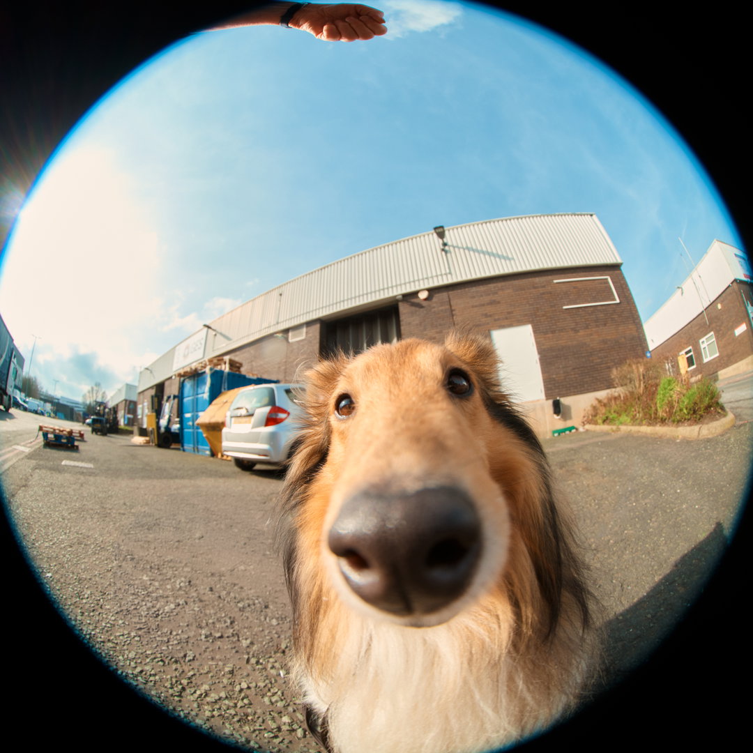 POV: You’re a pedigree dog – Jack Kenyon captures Crufts on a wide fish eye lens