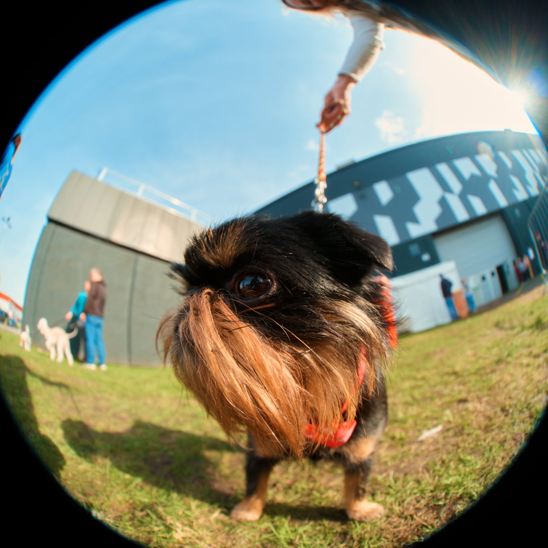 Jack-Kenyon-Crufts-photography-project-itsnicethat-14