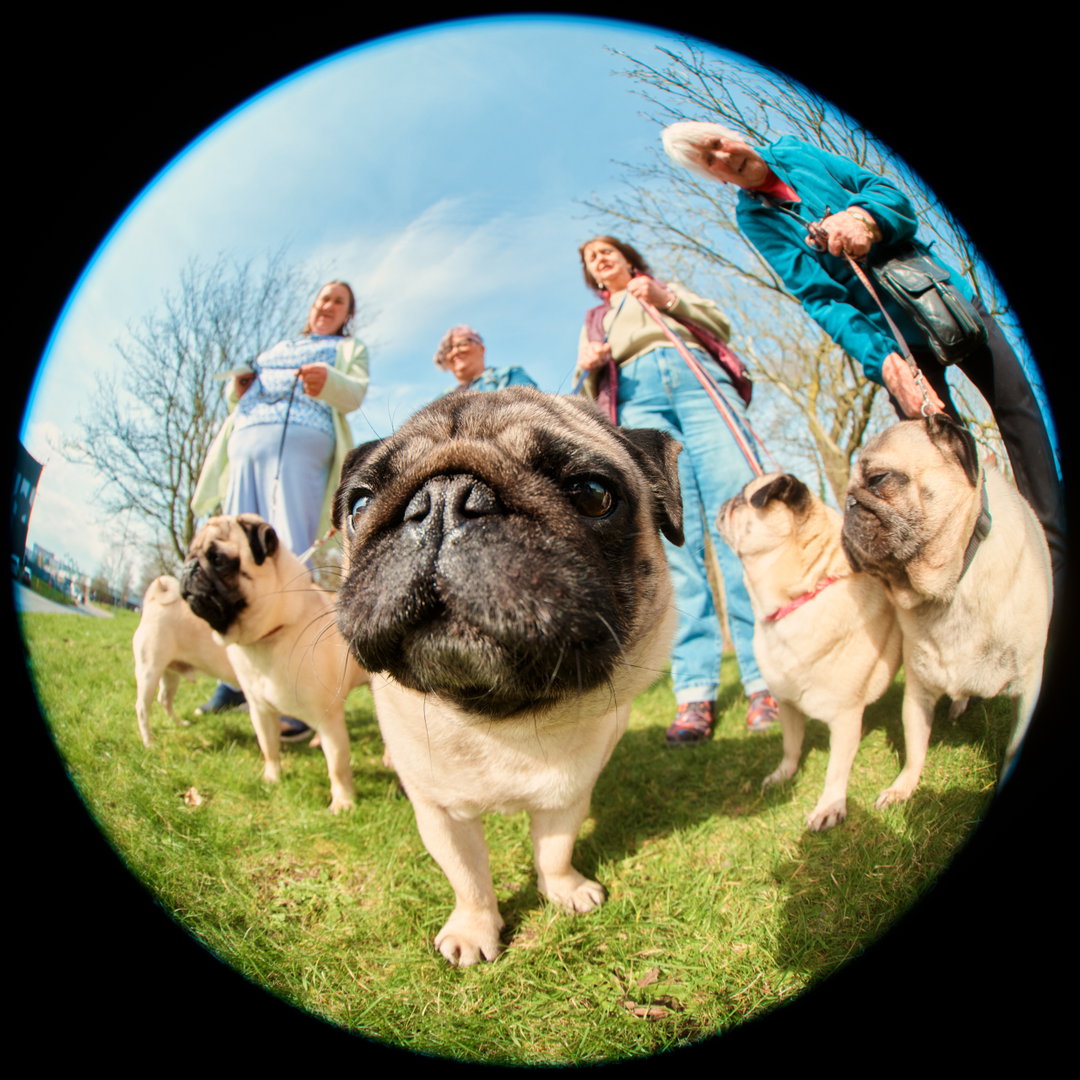 Jack-Kenyon-Crufts-photography-project-itsnicethat-02