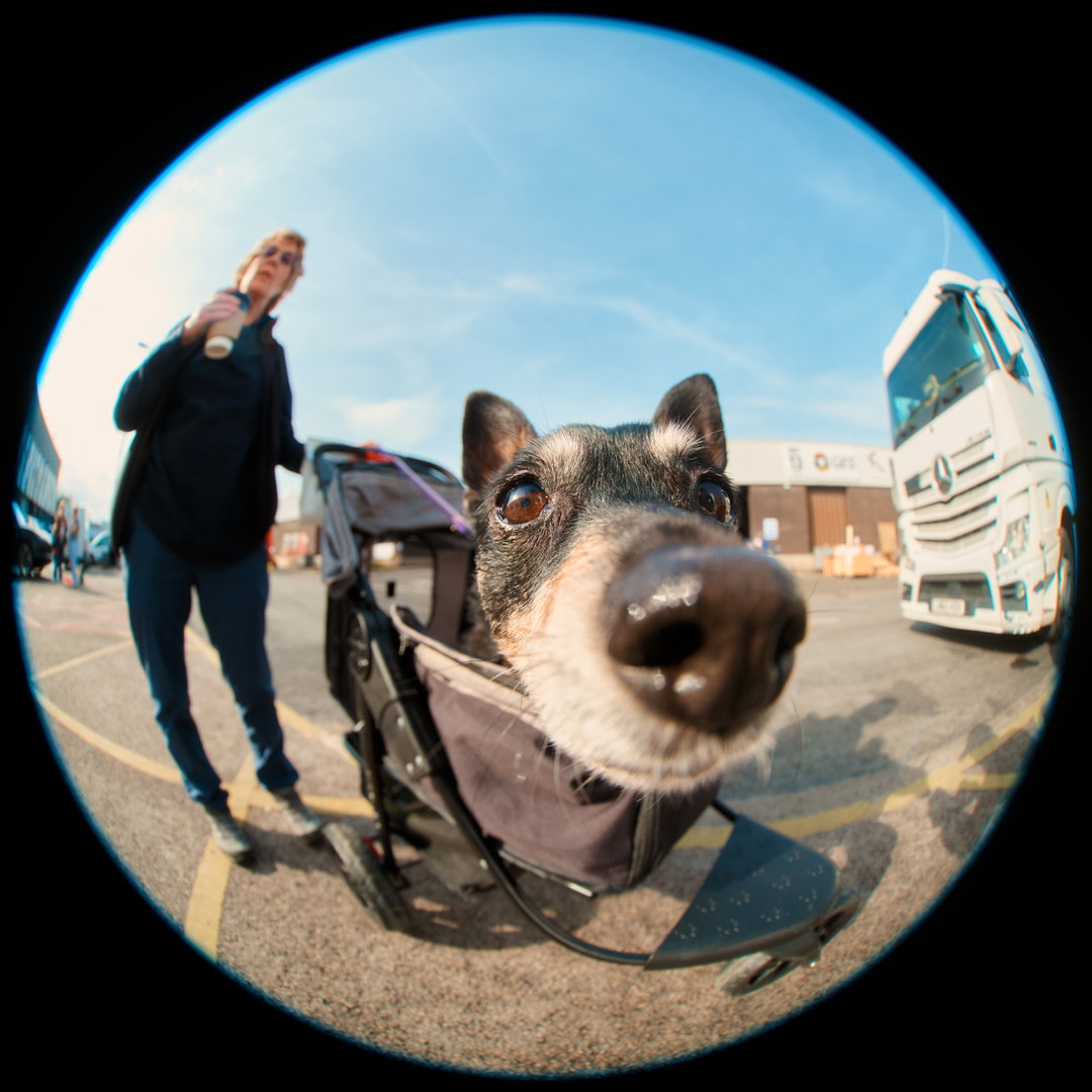 Jack-Kenyon-Crufts-photography-project-itsnicethat-04