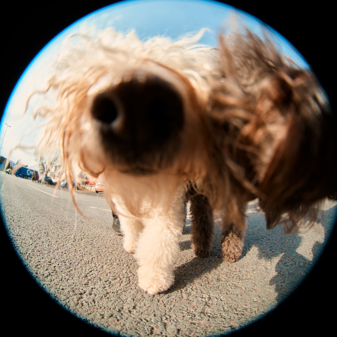 Jack-Kenyon-Crufts-photography-project-itsnicethat-07