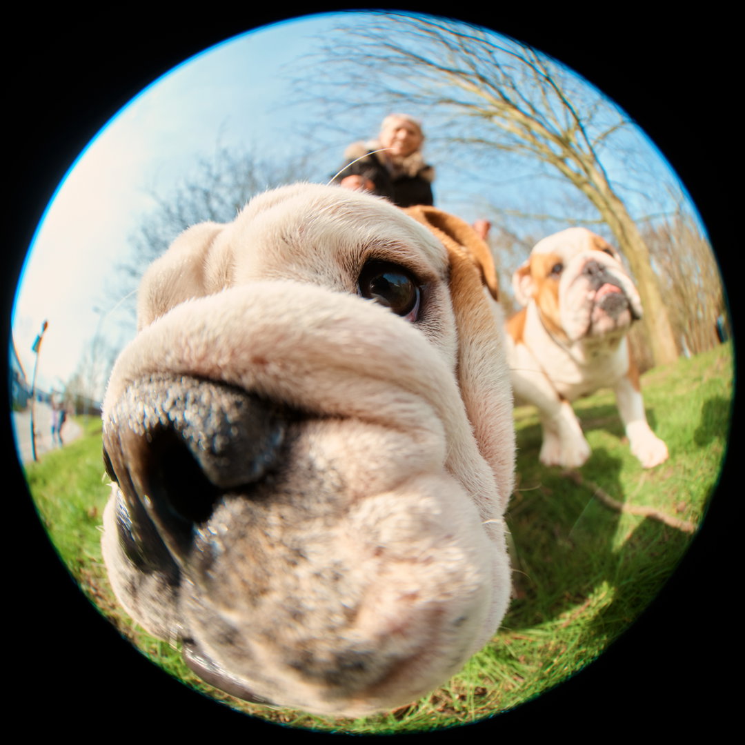 Jack-Kenyon-Crufts-photography-project-itsnicethat-08