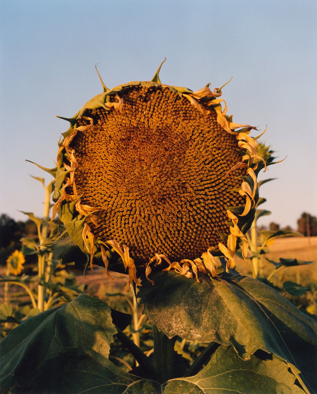 Beirut-JamieHawkesworth-Art-itsnicethat.jpeg