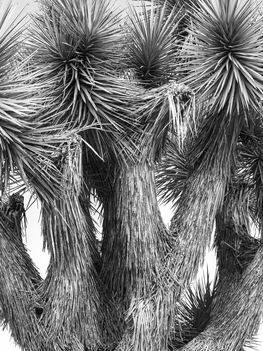 Jessica-Chou-photography-itsnicethat-024_JessicaChou_JoshuaTree_8880-2.jpg