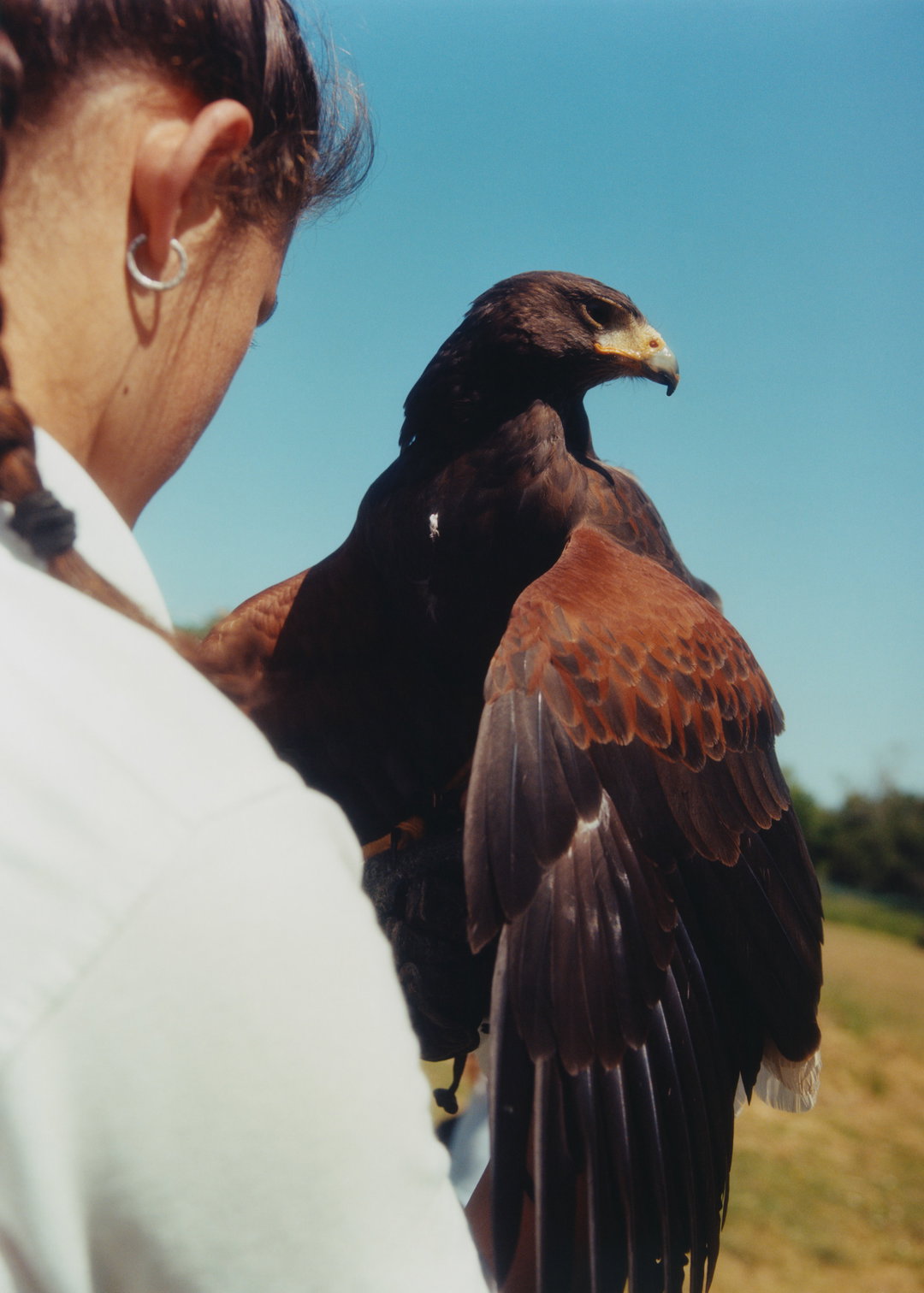 lauren-maccabee-young-falconers-pho-itsnicethat01