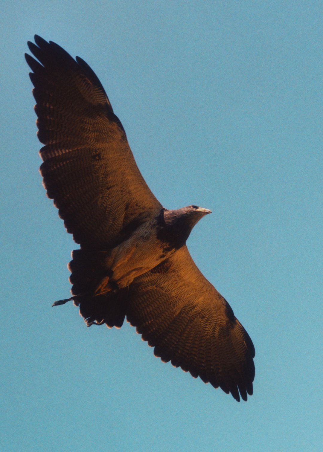 lauren-maccabee-young-falconers-pho-itsnicethat03