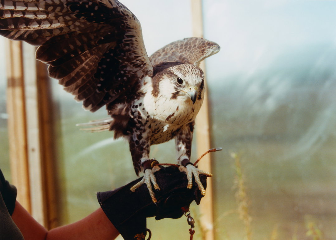lauren-maccabee-young-falconers-pho-itsnicethat04