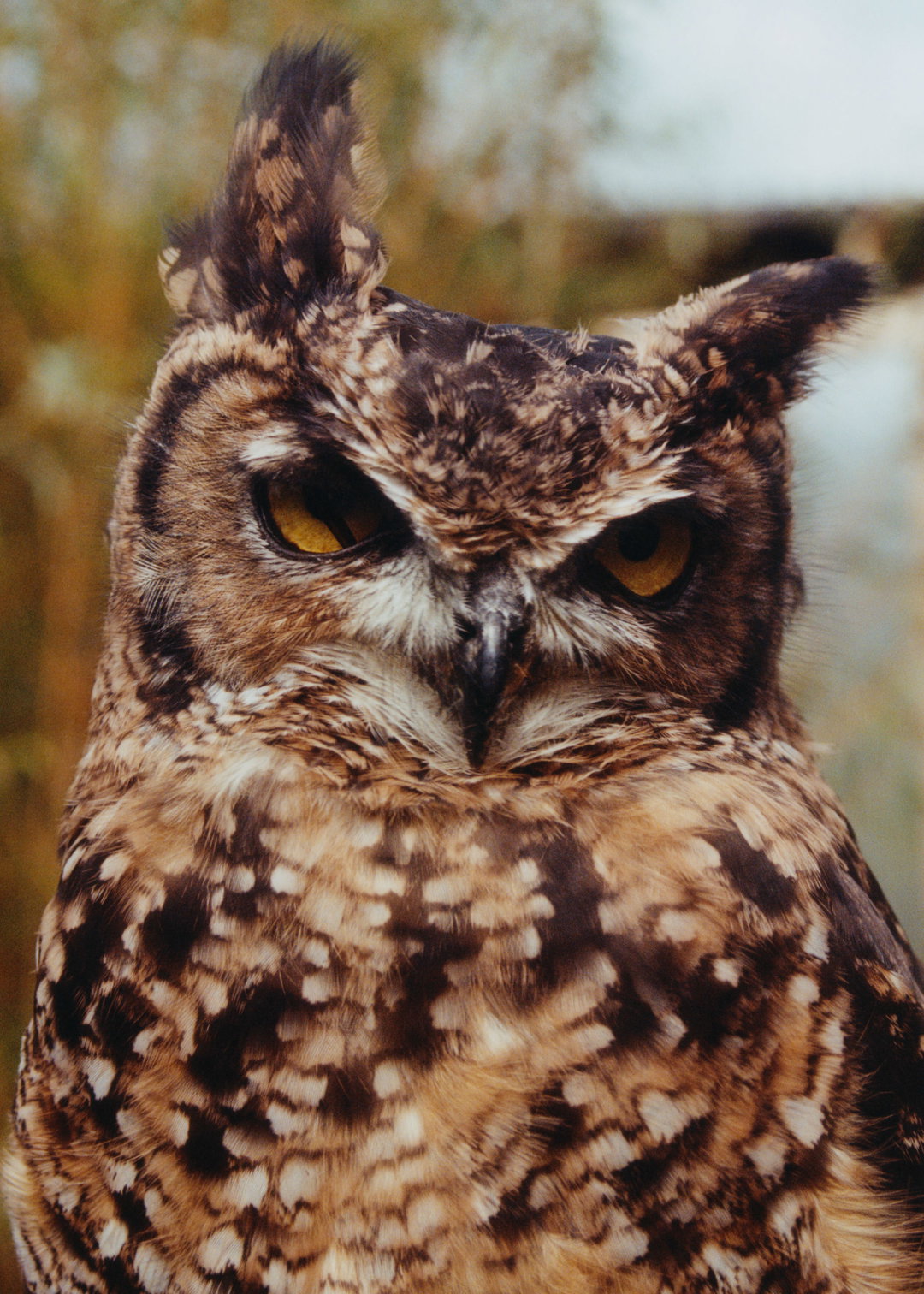 lauren-maccabee-young-falconers-pho-itsnicethat05