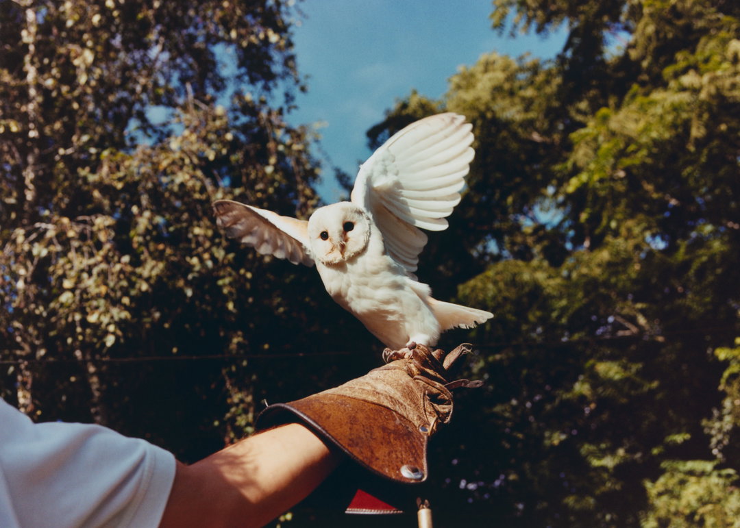 lauren-maccabee-young-falconers-pho-itsnicethat06