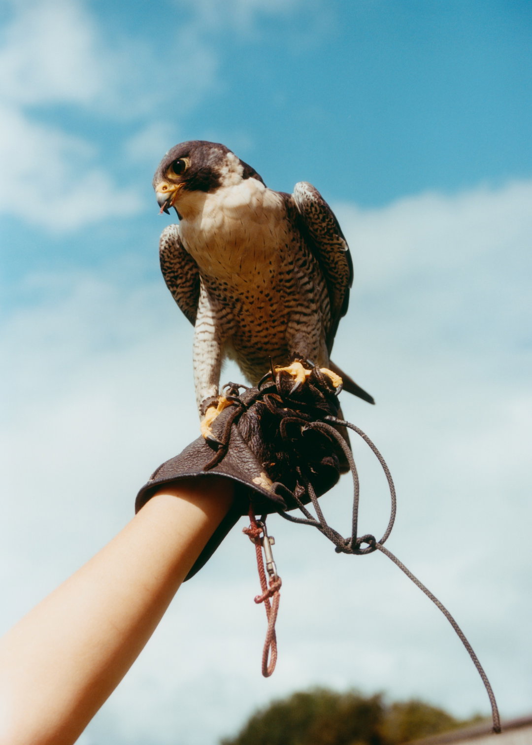 lauren-maccabee-young-falconers-pho-itsnicethat07