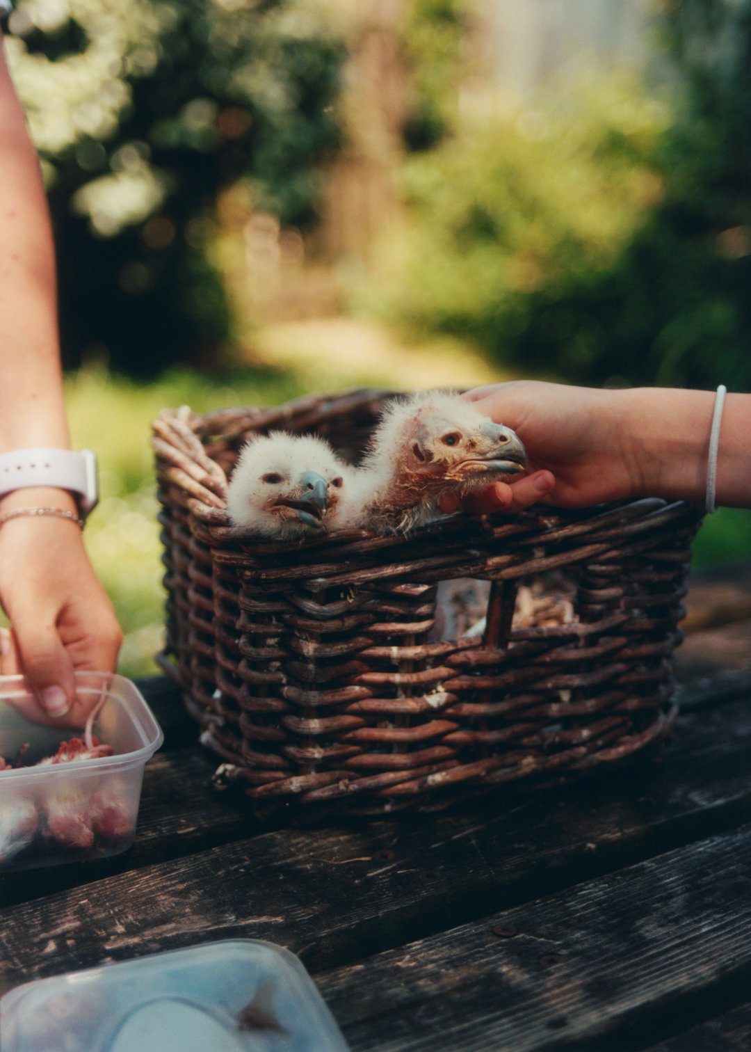lauren-maccabee-young-falconers-pho-itsnicethat12