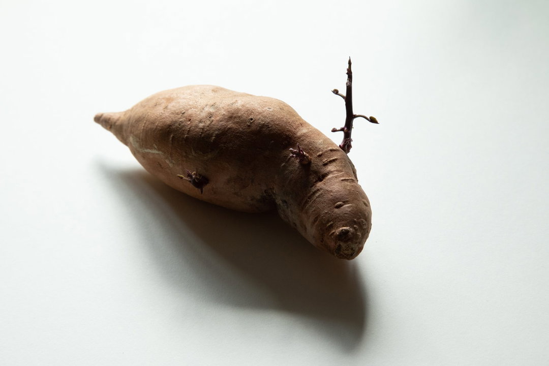 Laure Gibault potato photographer of the year photography itsnicethat9.jpg