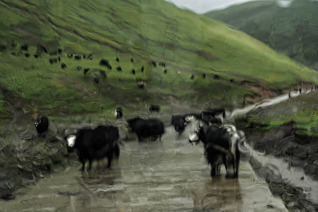 Liling Cui yak_in_the_rain.jpg