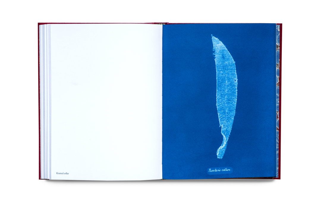 Mandy-Baker-british-algae-cyanotype-impoerfections-photography-itsnicethat-04