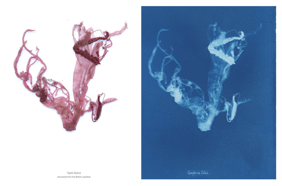 Mandy-Baker-british-algae-cyanotype-impoerfections-photography-itsnicethat-13