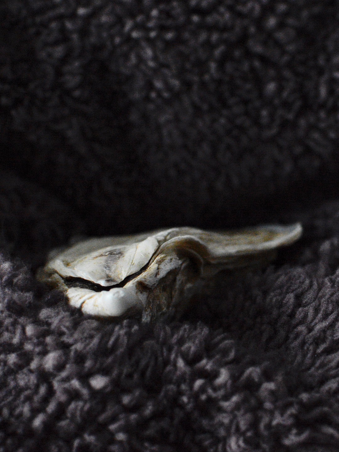 Marie-Claire_Oyster-eel_Cecilia-Poupon1.jpeg