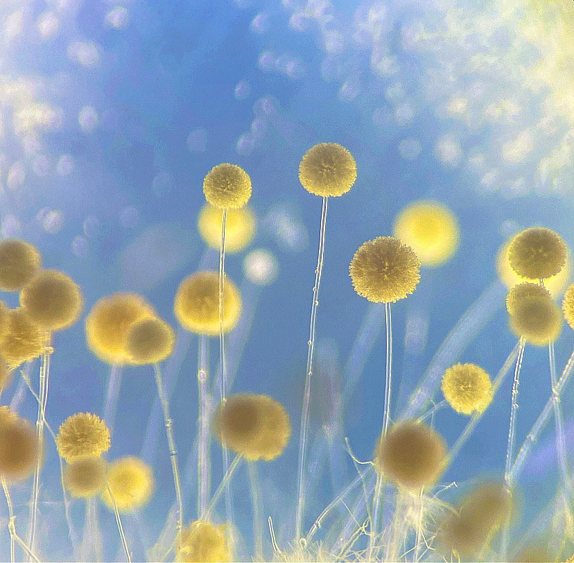 TracyDebenport-MicrobialPom-Poms-Photography-itsnicethat.JPG