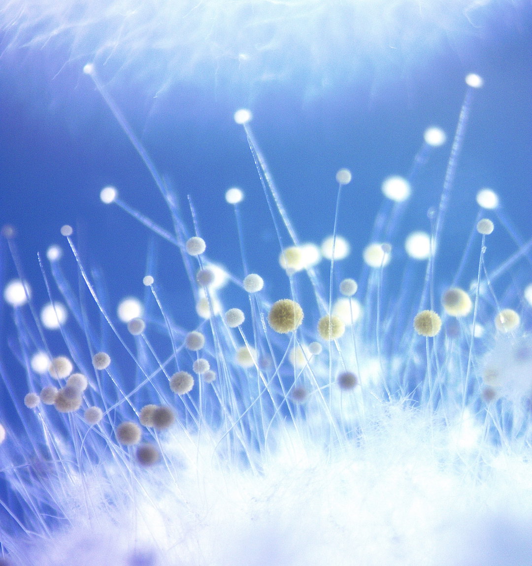 TracyDebenport-MicrobialPom-Poms-Photography-itsnicethat.jpeg