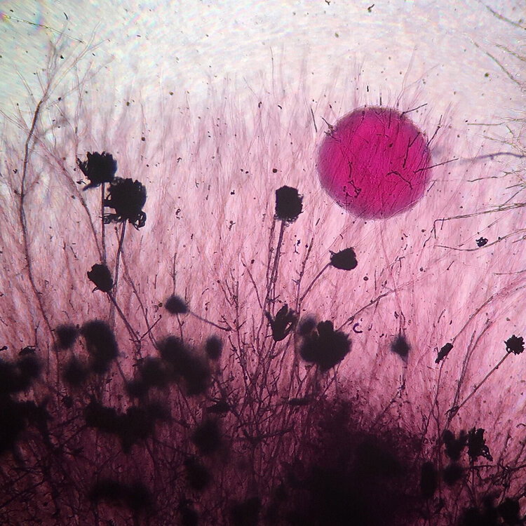 TracyDebenport-MicrobialSunrise-Photography-itsnicethat.jpg