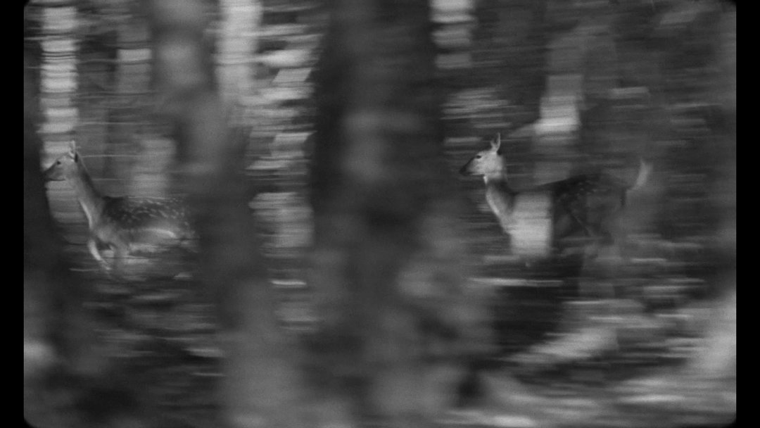 Naive-Chocolate-Film-ItsNiceThat-3.jpg