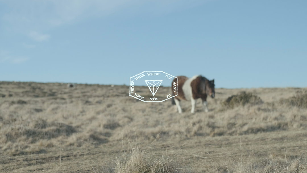 Oscar Fox 2.jpeg