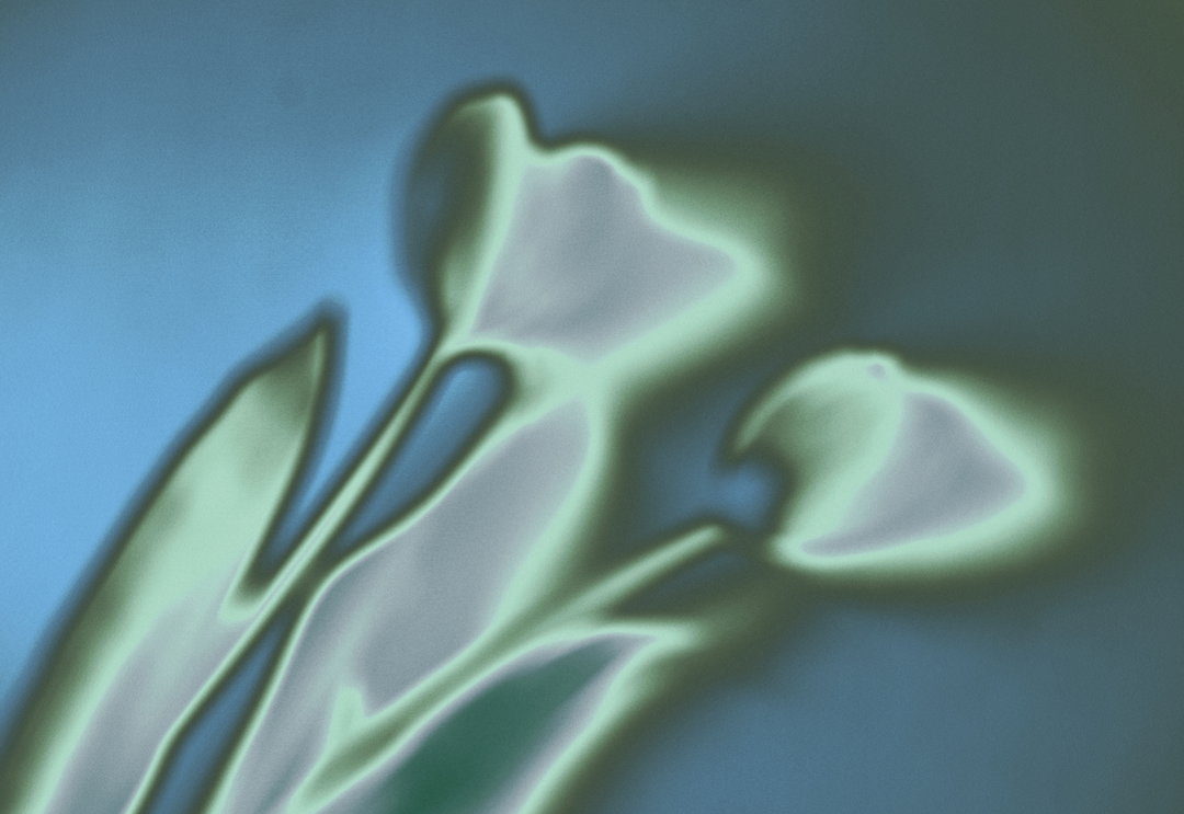 POSTCARDS-FLEURS-RECTO2.jpg