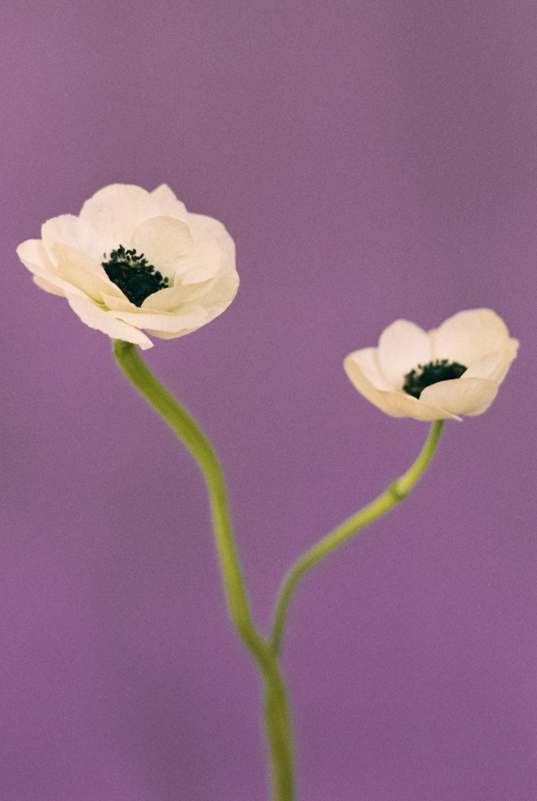 PaulaCodoner-Photography-itsnicethat.jpg