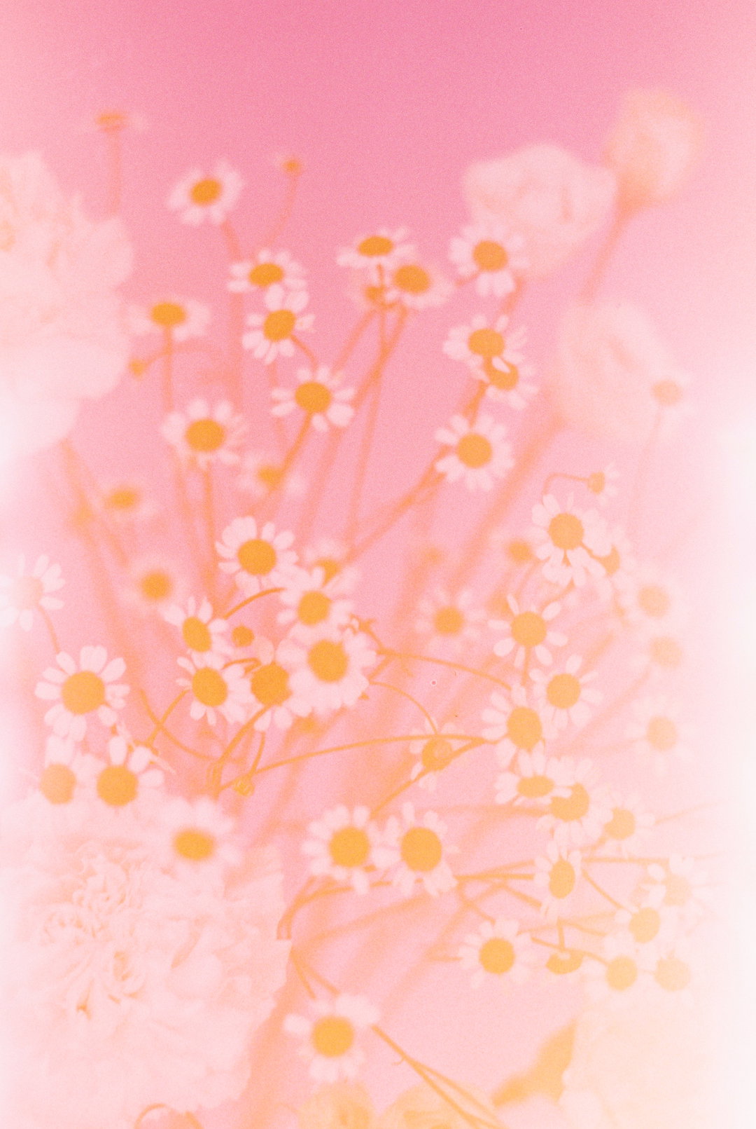 PaulaCodoner-Photography-itsnicethat.jpg
