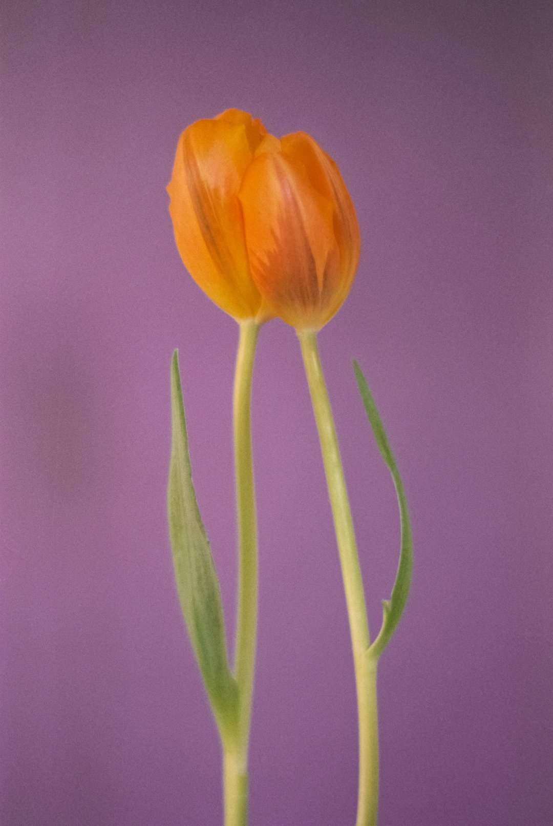 PaulaCodoner-Photography-itsnicethat.jpg