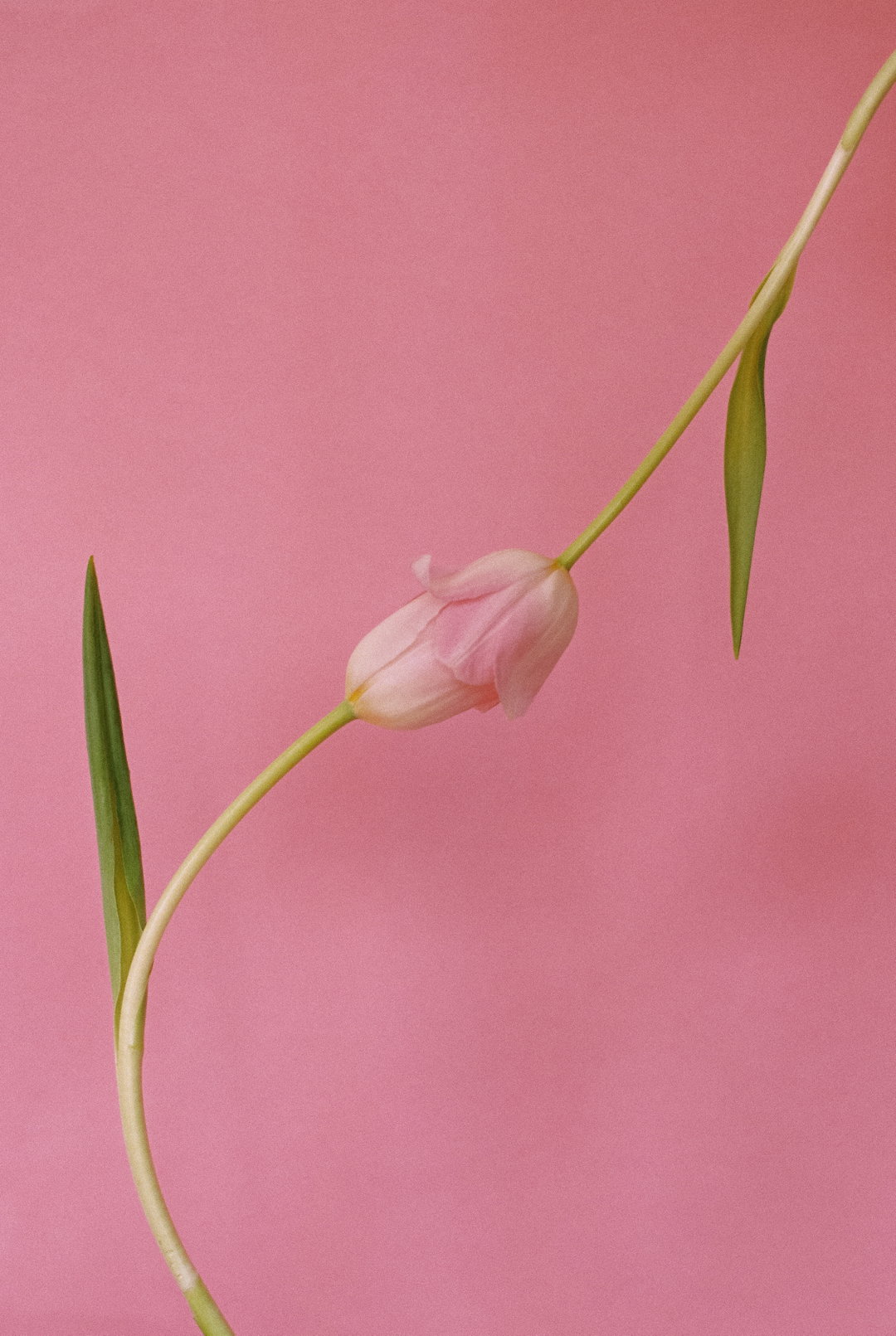 PaulaCodoner-Photography-itsnicethat.jpg