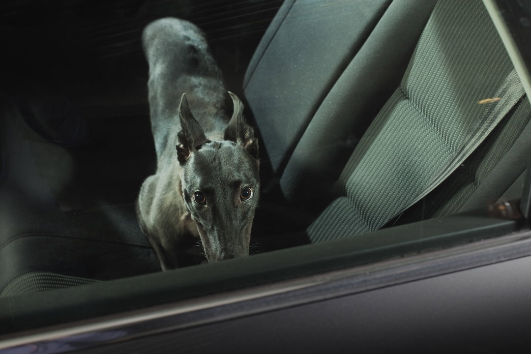 martin-usborne-the-silence-of-dogs-in-cars-photography-itsnicethat-13.jpg
