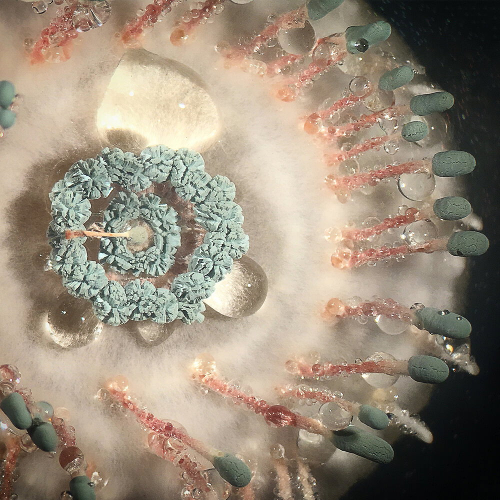 TracyDebenport-PenicilliumVulpinum-Photography-itsnicethat.jpg