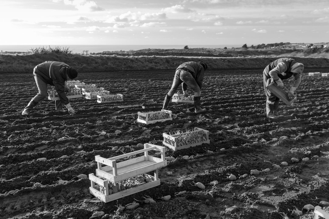Peter Hubert potato photographer of the year photography itsnicethat6.jpg