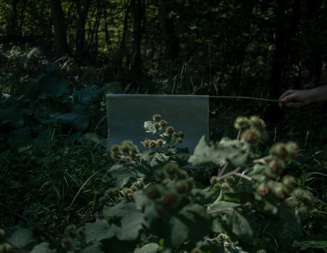 Pollinators - ItsNiceThat_009.jpg