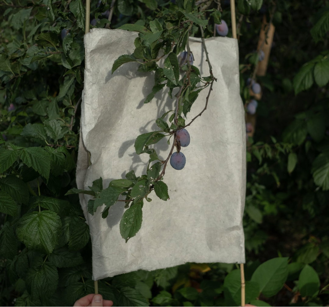 Pollinators - ItsNiceThat_012.jpg